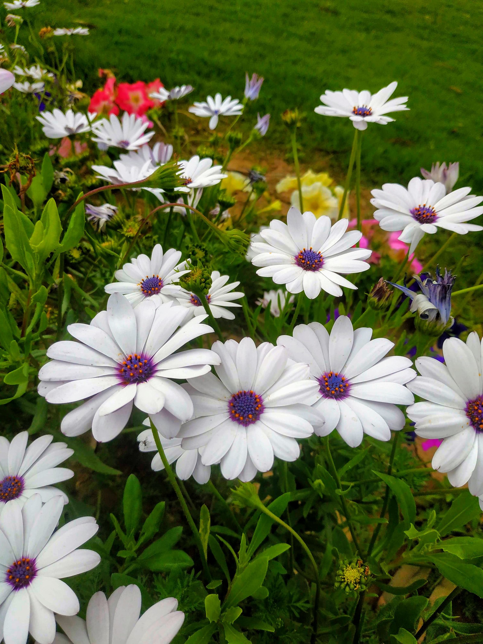 Es gibt viele weiße blumen auf dem feld mit grünem gras (blumig, natur)