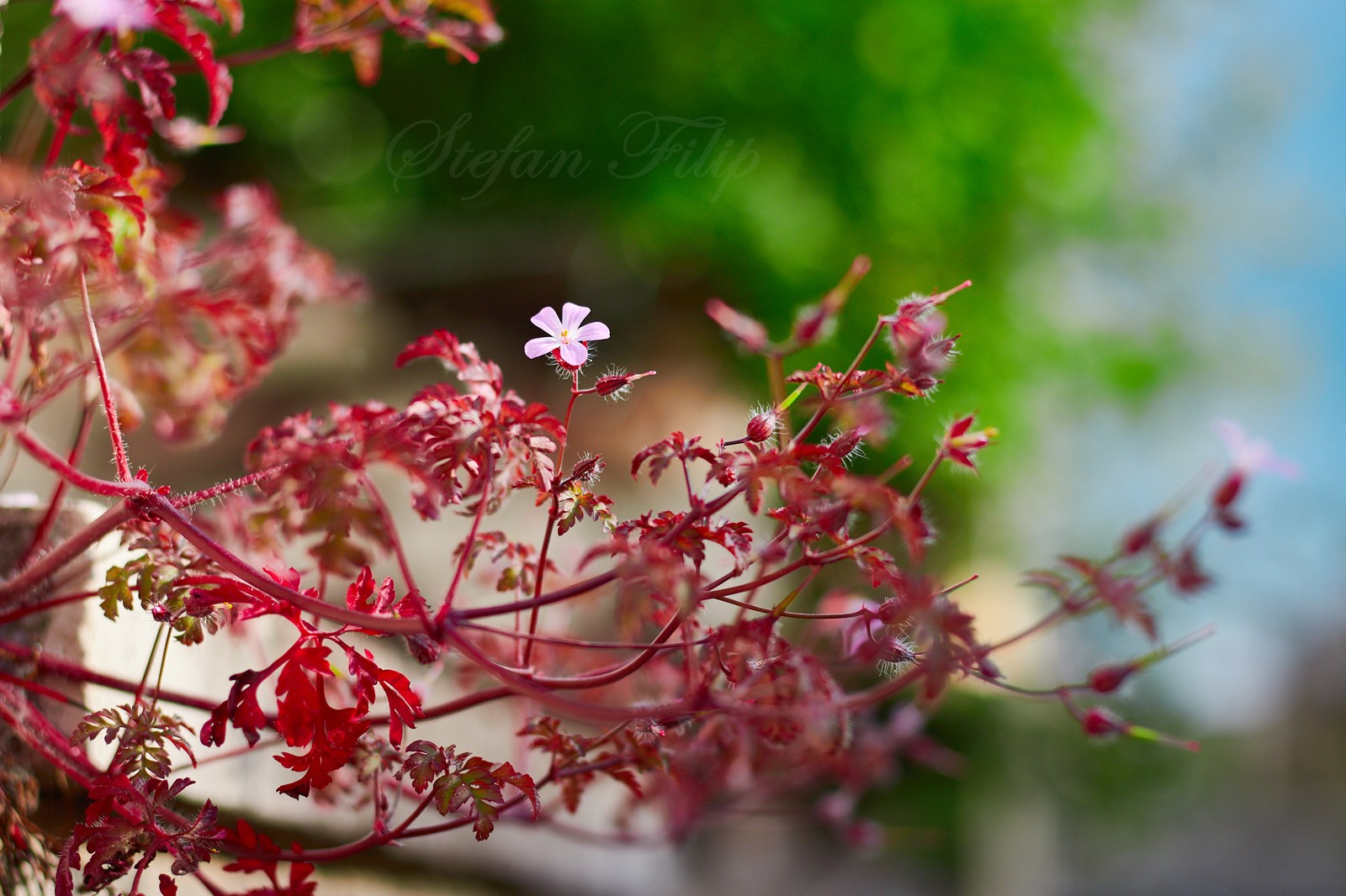 Una pequeña flor rosa que está creciendo en un jarrón (flora rosa, singura)