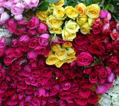 Exibição vibrante de rosas multicoloridas