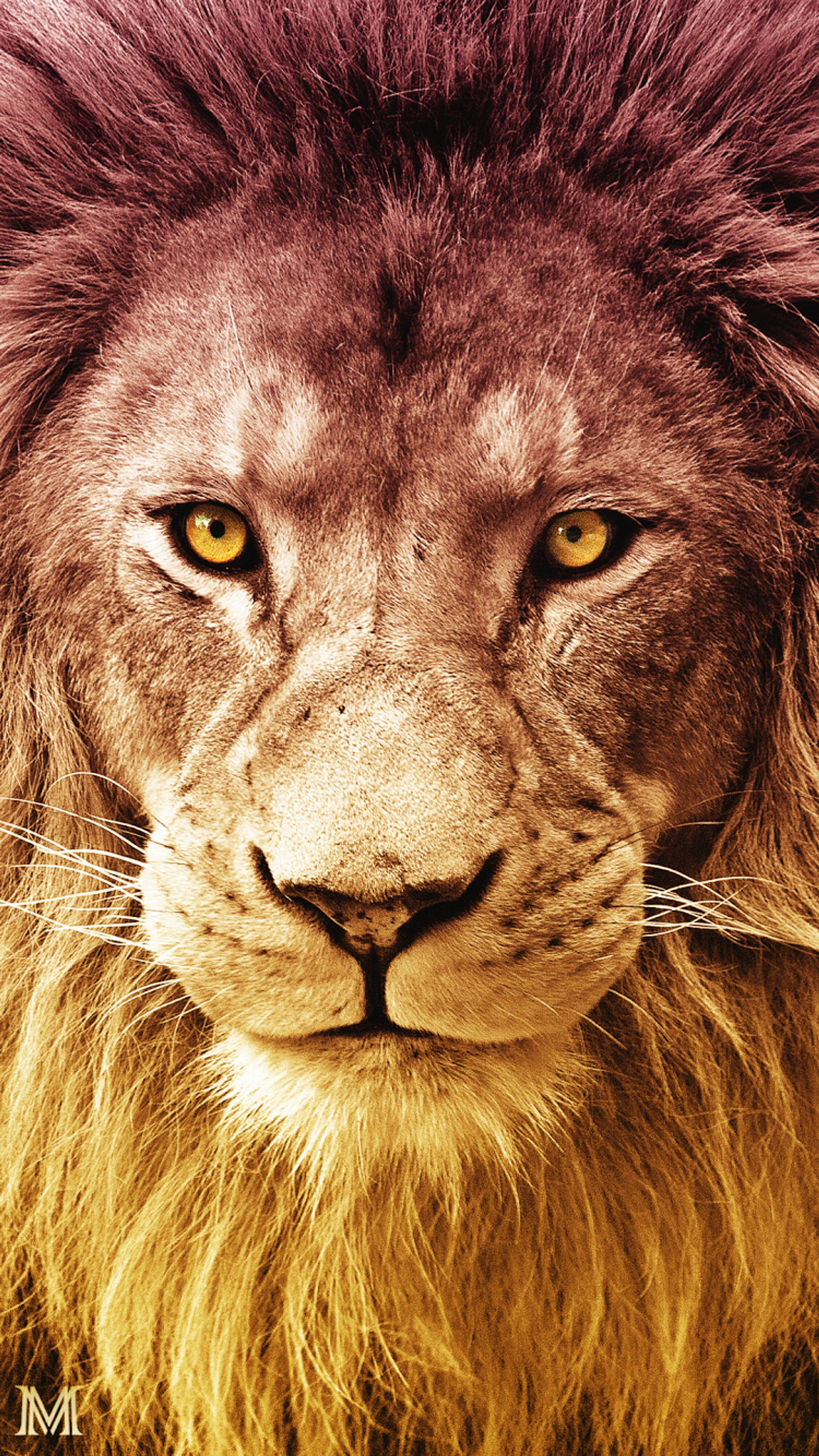 Araffe lion with a long mane and yellow eyes (aslan, cimbom, galatasaray, hd, kirmizi)