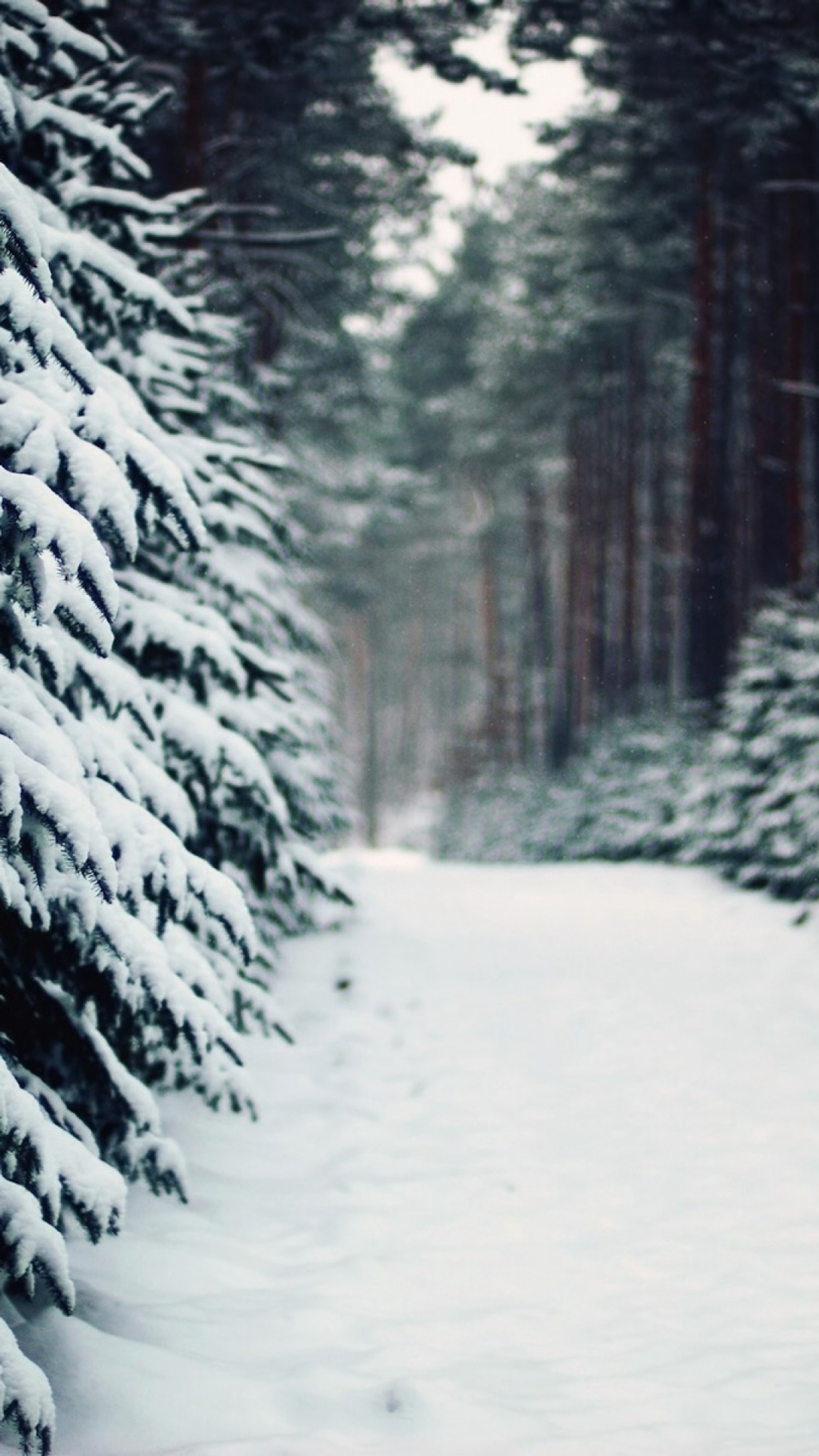 Descargar fondo de pantalla camino, invierno