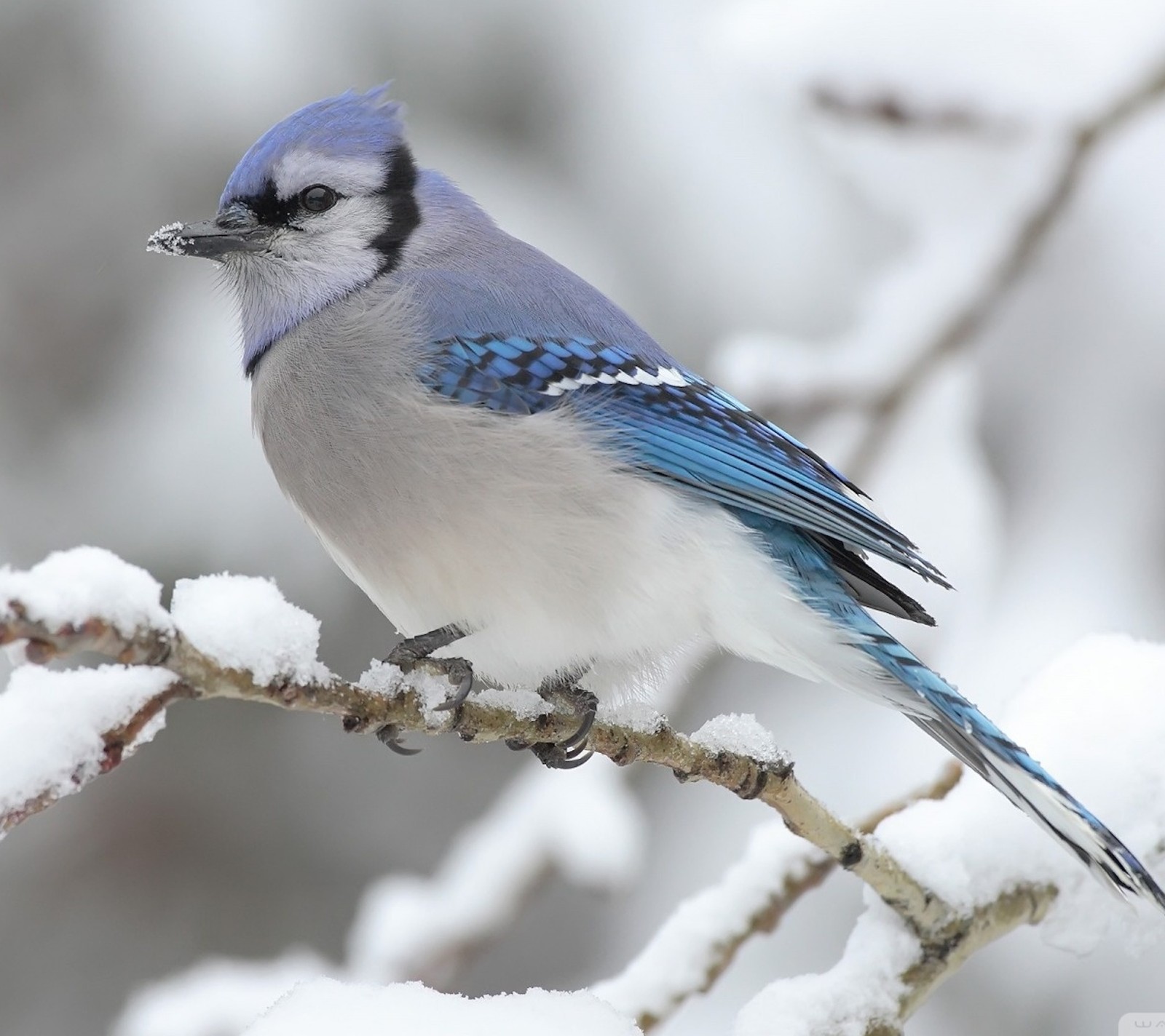 Téléchargez le fond d'écran oiseau, neige