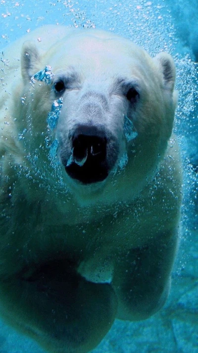 Ours polaire majestueux nageant sous l'eau