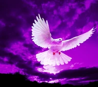 A majestic dove soaring against a vibrant purple sky.