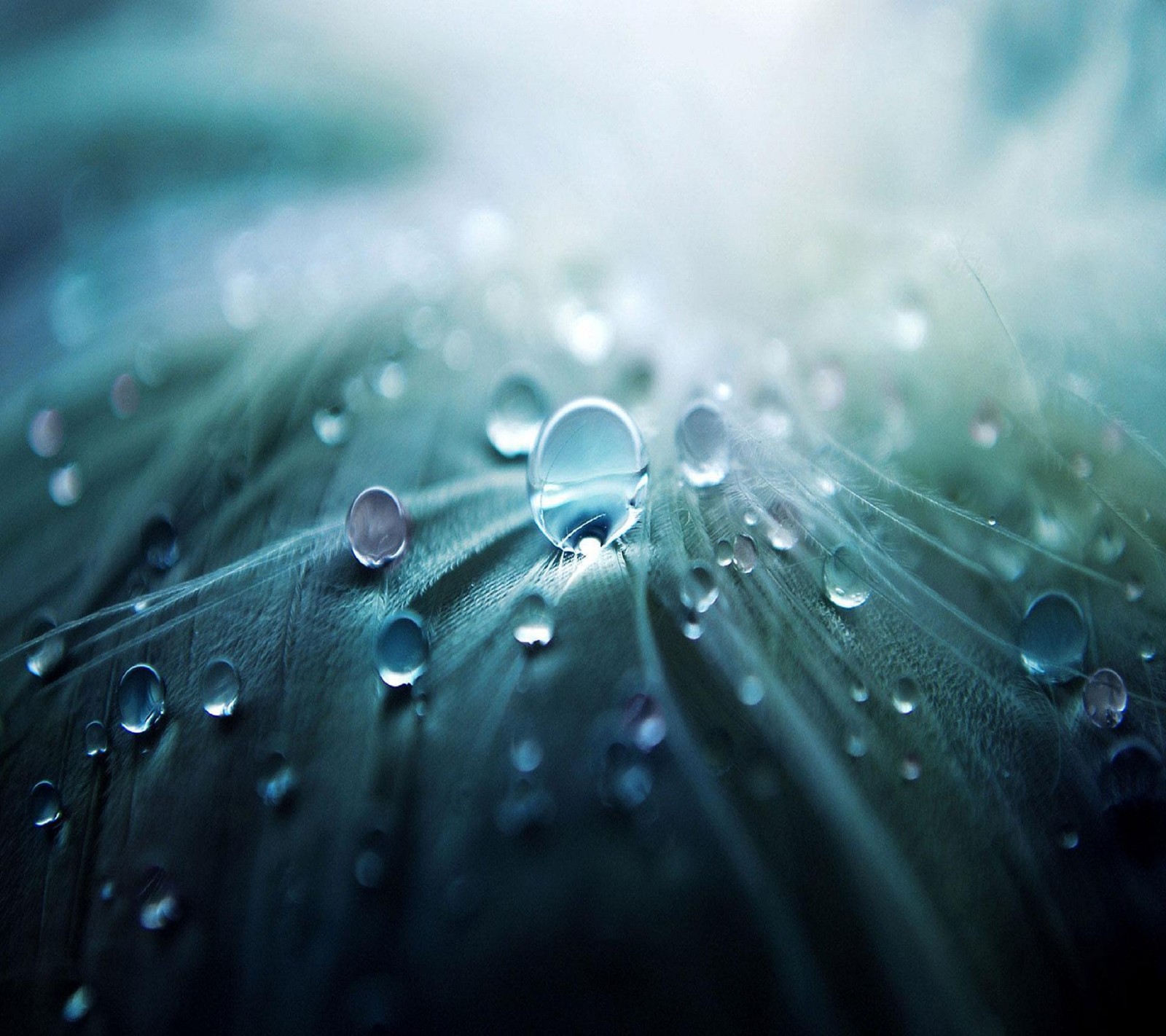 Fotografía aérea de un diente de león con gotas de agua en él (fondos de pantalla 3d, 3d water drop, hermoso)