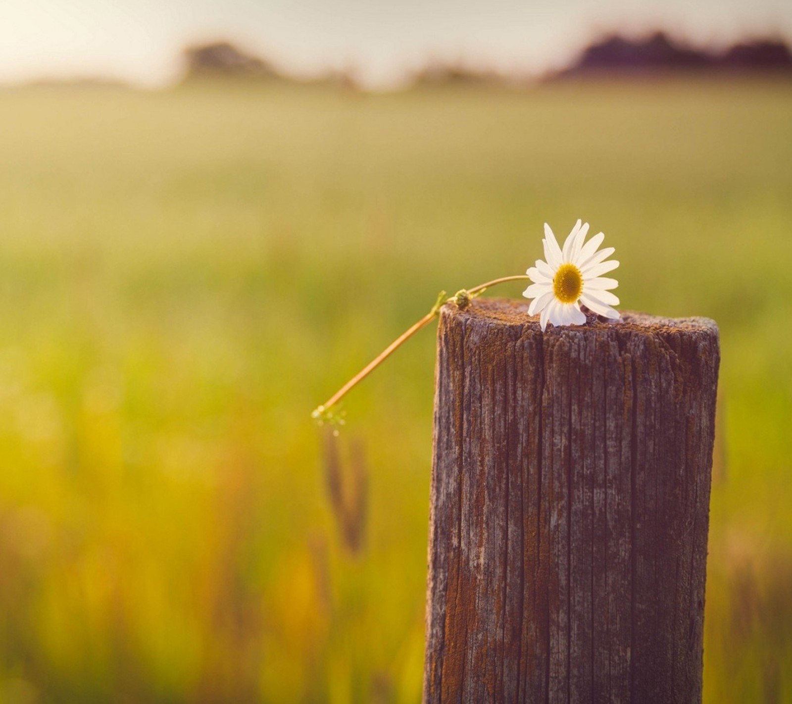 Il y a une fleur qui est posée sur un poteau en bois (beau, bokeh, pays, fleur, vert)