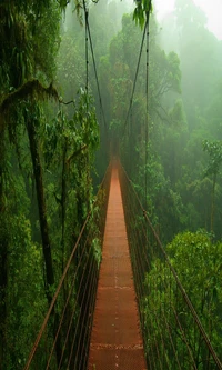 bridge, fog, forest, misty, natural wallpaper