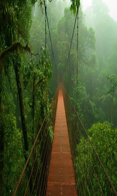 pont, brume, forêt, brumeux, naturel