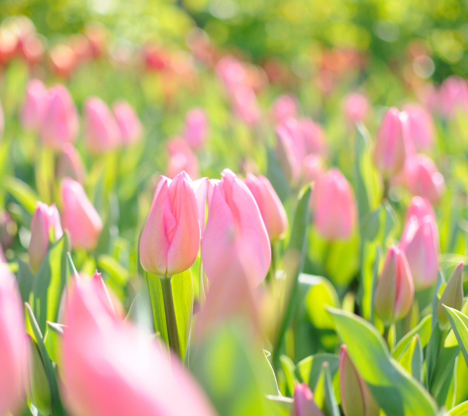 Il y a de nombreux tulipes roses dans un champ de feuilles vertes (fleurs, rose, tulipes)