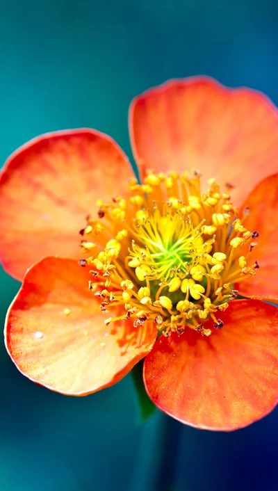 1440, 2560, flor, macro, qhd