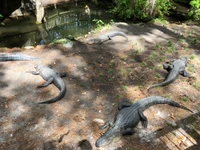 Crocodilos descansando perto de um lago de pântano