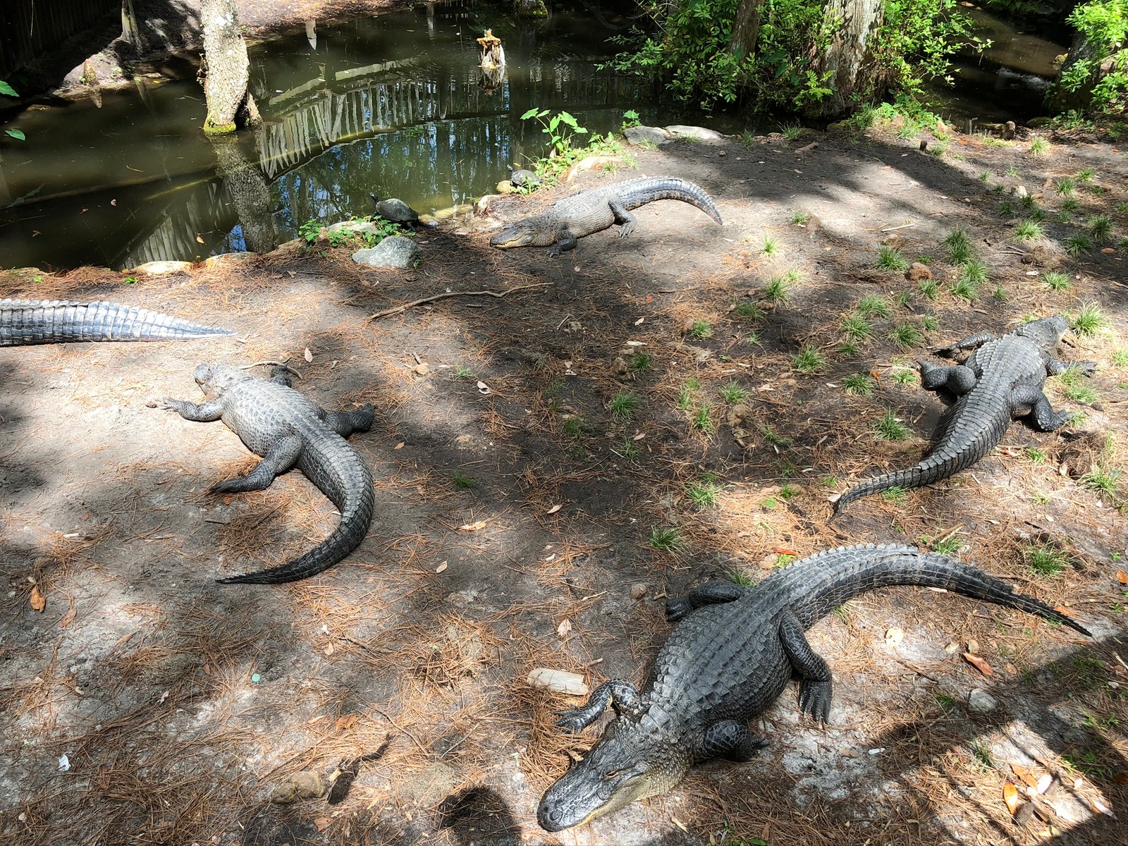 Several alligators are laying on the ground near a pond (crocodile, terrestrial animal, reptile, scaled reptile, tail)