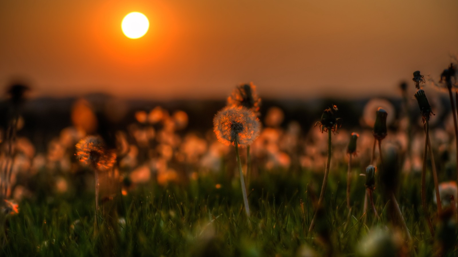 Un primer plano de un campo de hierba con el sol poniéndose de fondo (pasto, atardecer, sol, mañana, pradera)