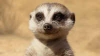 Timon from The Lion King: The Witty Meerkat Companion