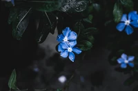 flor, planta floreciendo, pétalo, azul, planta