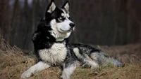 Husky siberiano descansando em seu habitat natural