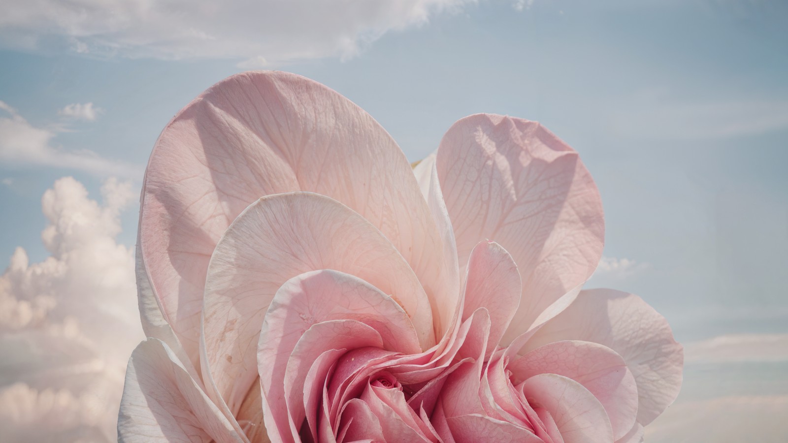 Hay una flor rosa en medio de un campo (windows 11, flor rosa, arte de ia, ai art, arte en papel)