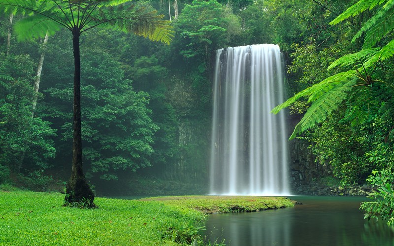 Большой водопад в центре зелёного леса (millaa millaa falls, австралия, водопады, лес, зелёные деревья)