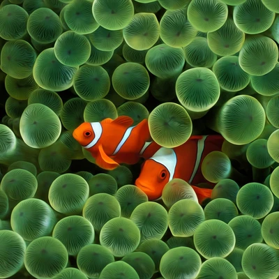 Peixes-palhaço entre anêmonas verdes vibrantes