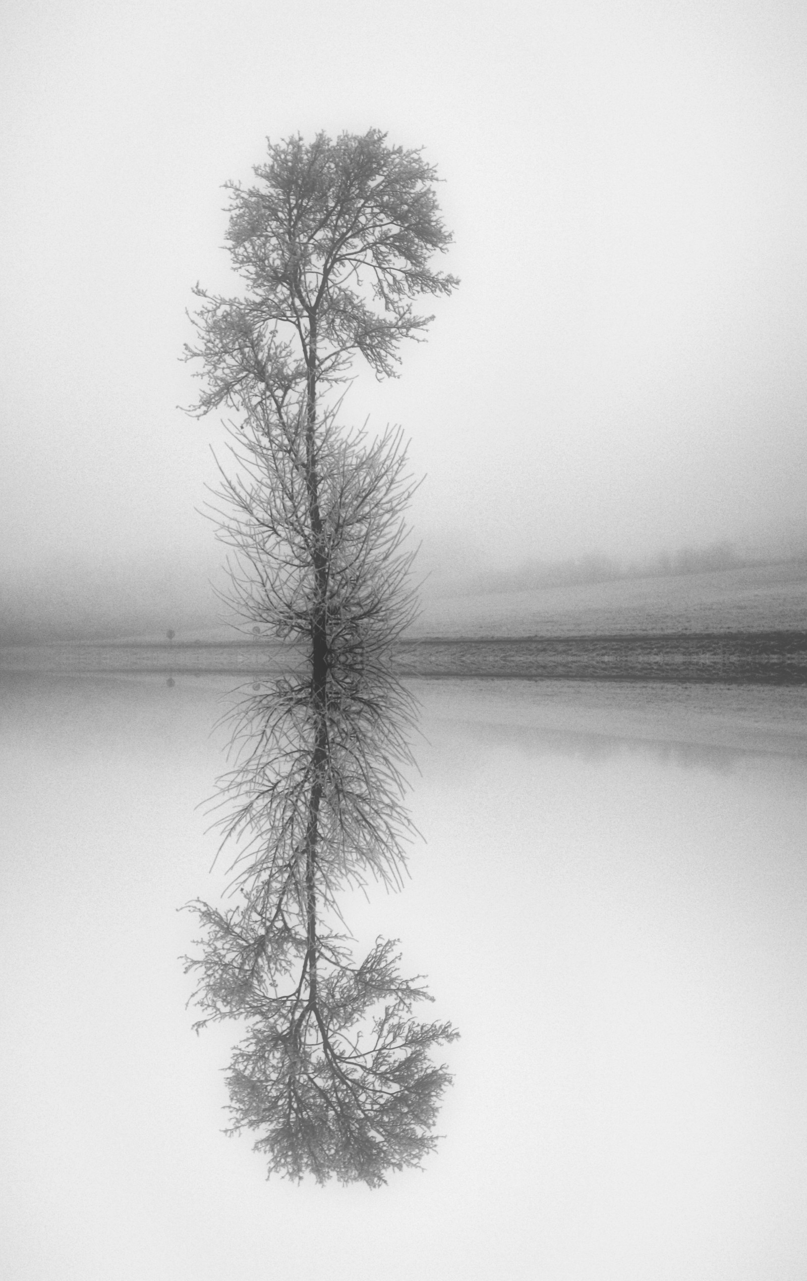 still life, twig, white, monochrome, natural landscape wallpaper