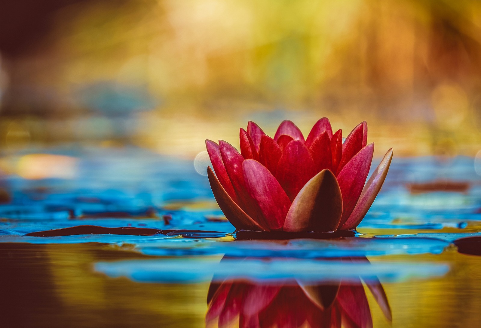 Gros plan d'une fleur rouge sur une surface d'eau (nénuphar, fleur rouge, réflexion, plante aquatique, 5k)