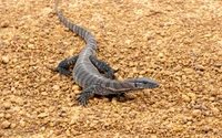 Iguane sur un terrain rocheux, montrant ses écailles distinctes et son corps allongé.