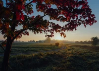 Étreinte d'automne : Un érable encadré par la lumière du matin