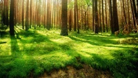 Bosque de abetos iluminado por el sol con un denso sotobosque verde