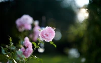 Rosas rosas delicadas en suaves entornos bokeh