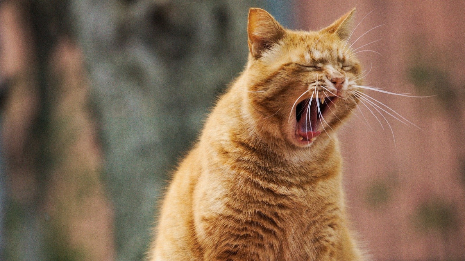 There is a cat that is sitting on a ledge with its mouth open (cat, window, felidae, small to medium sized cats, fang)