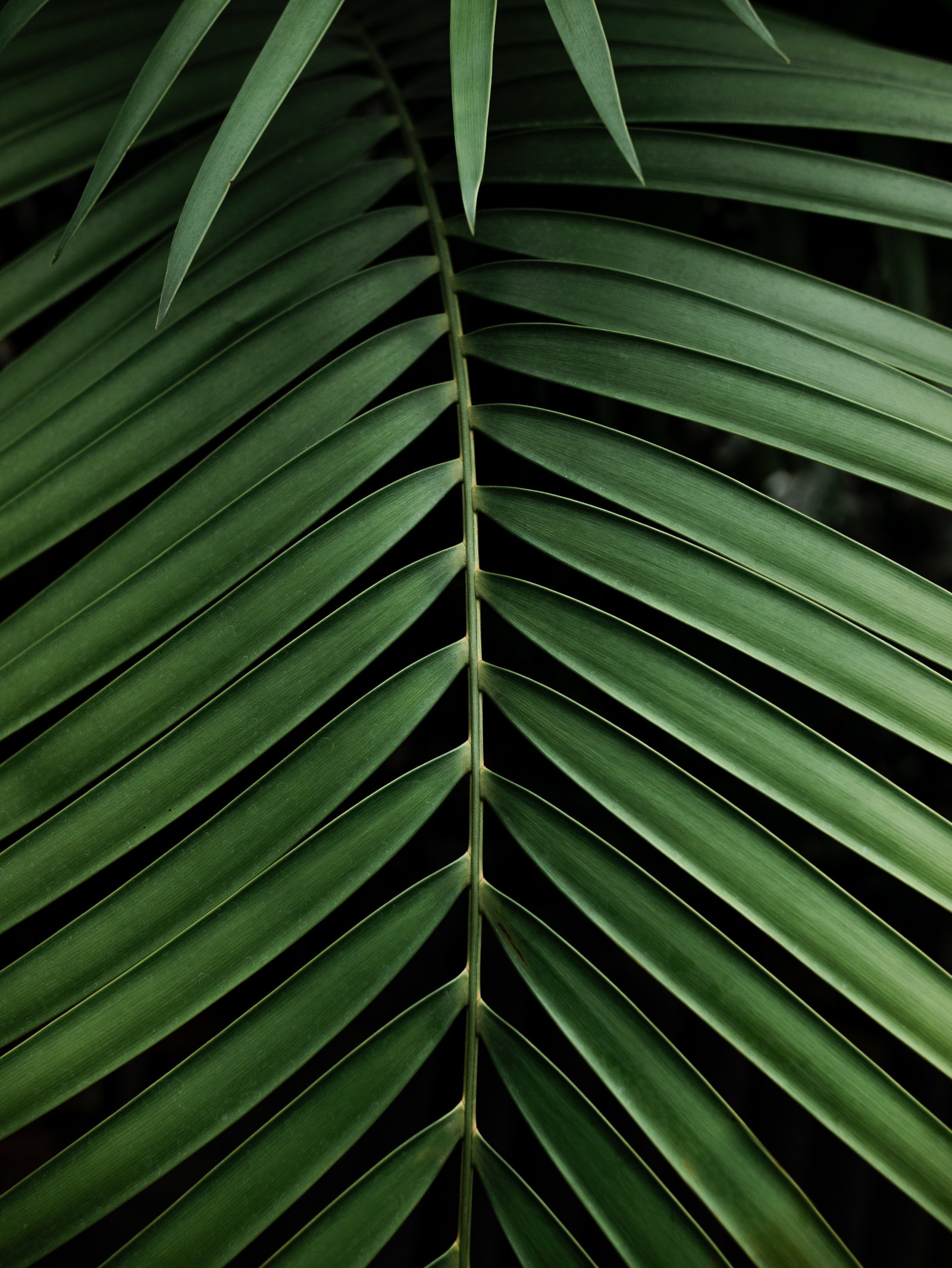 Un primer plano de una hoja de palmera verde sobre un fondo negro (árbol, patrón, verde, vegetación, plantas)