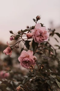 Rosas rosas en plena floración entre el follaje verde