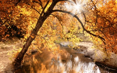 nature, water, leaf, branch, autumn