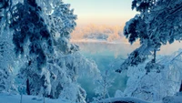 Ruhiger Winterwald mit gefrorenem Fluss und mit Frost bedeckten Bäumen