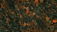 autumn trees, drone photo, forest, aerial view, birds eye view wallpaper