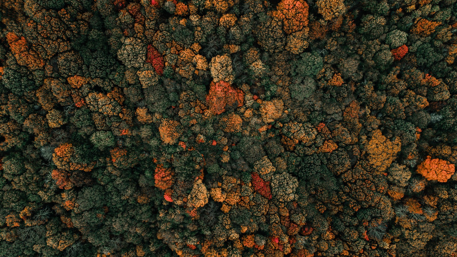 Vue aérienne d'une forêt avec beaucoup d'arbres en automne (arbres dautomne, photo par drone, forêt, vue aérienne, arbres verts)