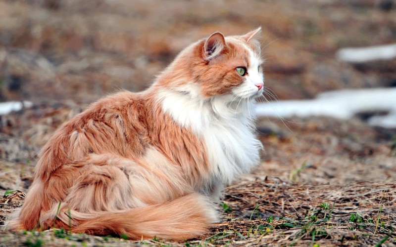 Кот, сидящий в траве (мейн кун, maine coon, котёнок, полосатый кот, норвежская лесная кошка)