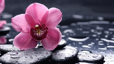 Orquídea rosa delicada sobre piedras lisas con gotas de agua