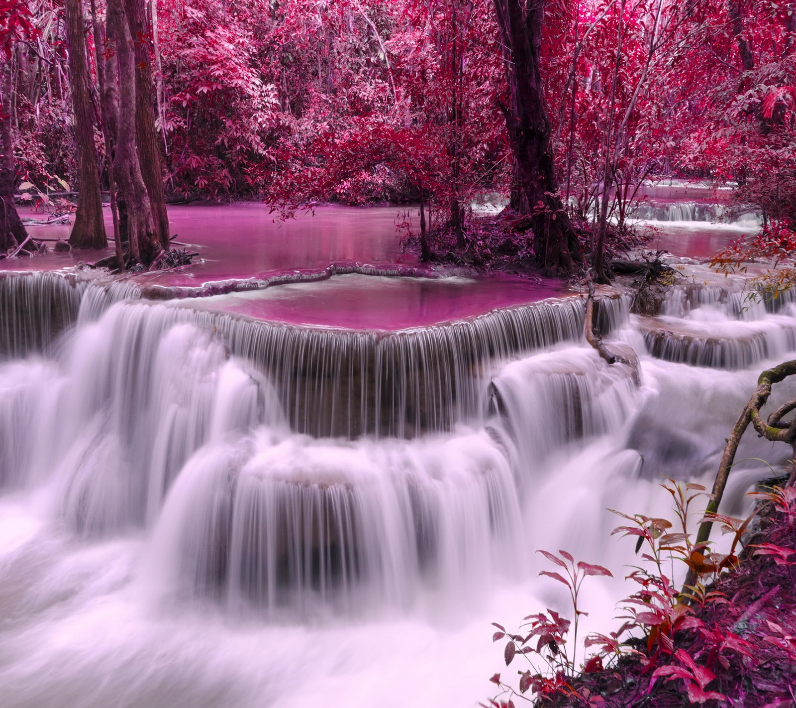 Cascata no meio de uma floresta rosa com árvores e água (outono, floresta, roxo, riber, cachoeira)