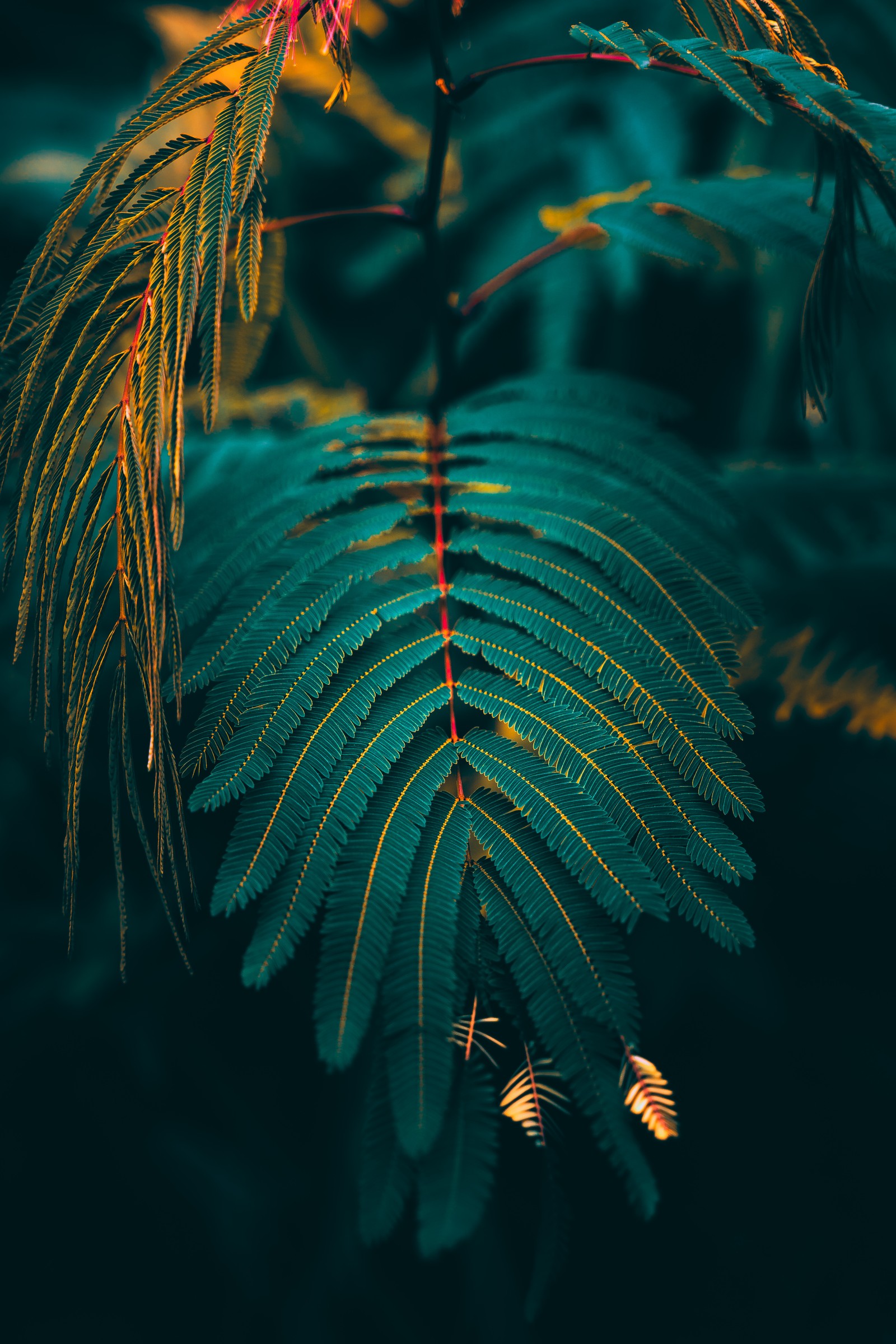 A close up of a leaf with a red flower on it (forest, vithurshan, dark, europe, faded)