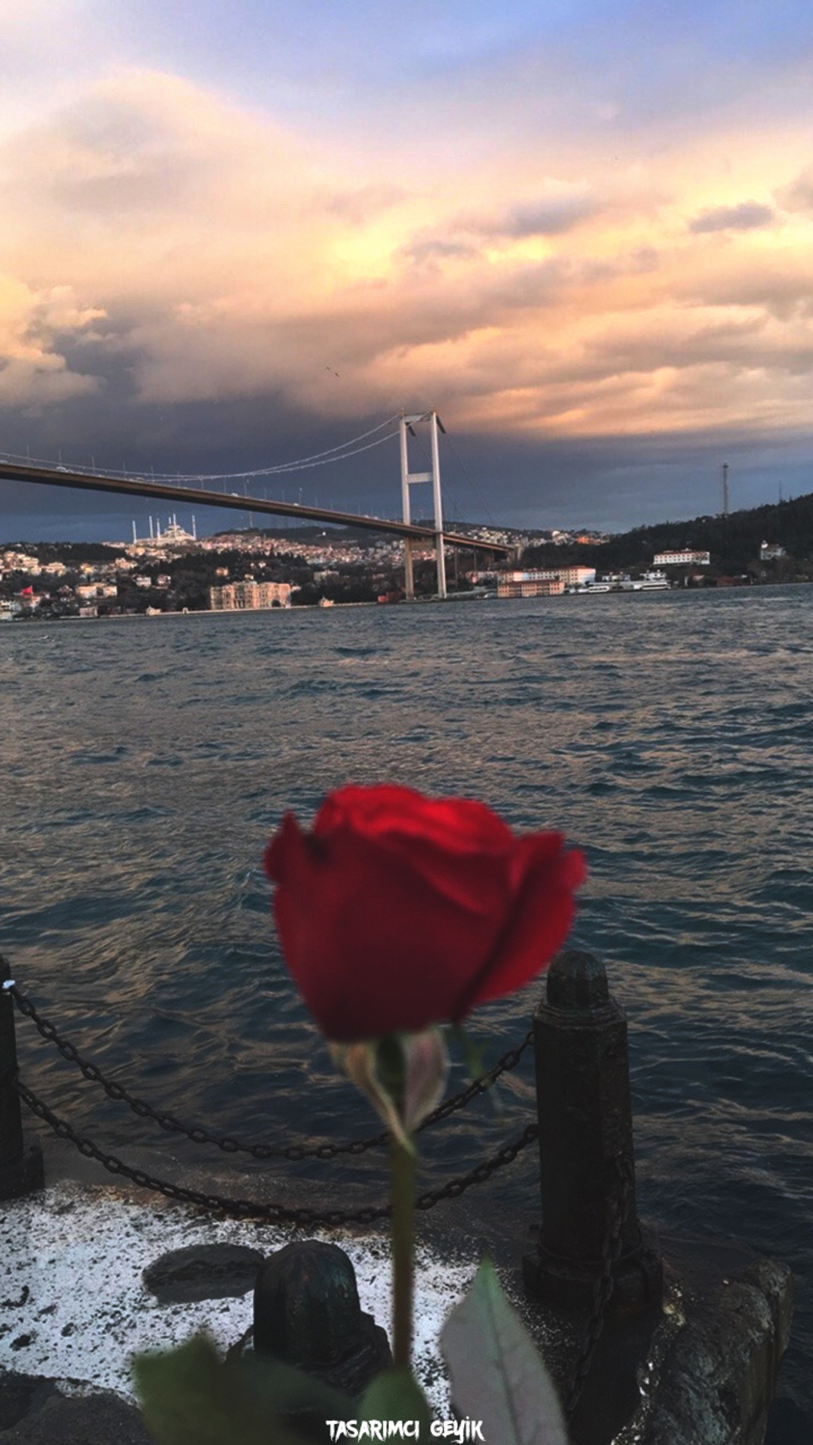 Es gibt eine rote rose, die auf einem steg liegt. (gul wallpaper, istanbul, istanbul wallpaper, türkei hintergrund)