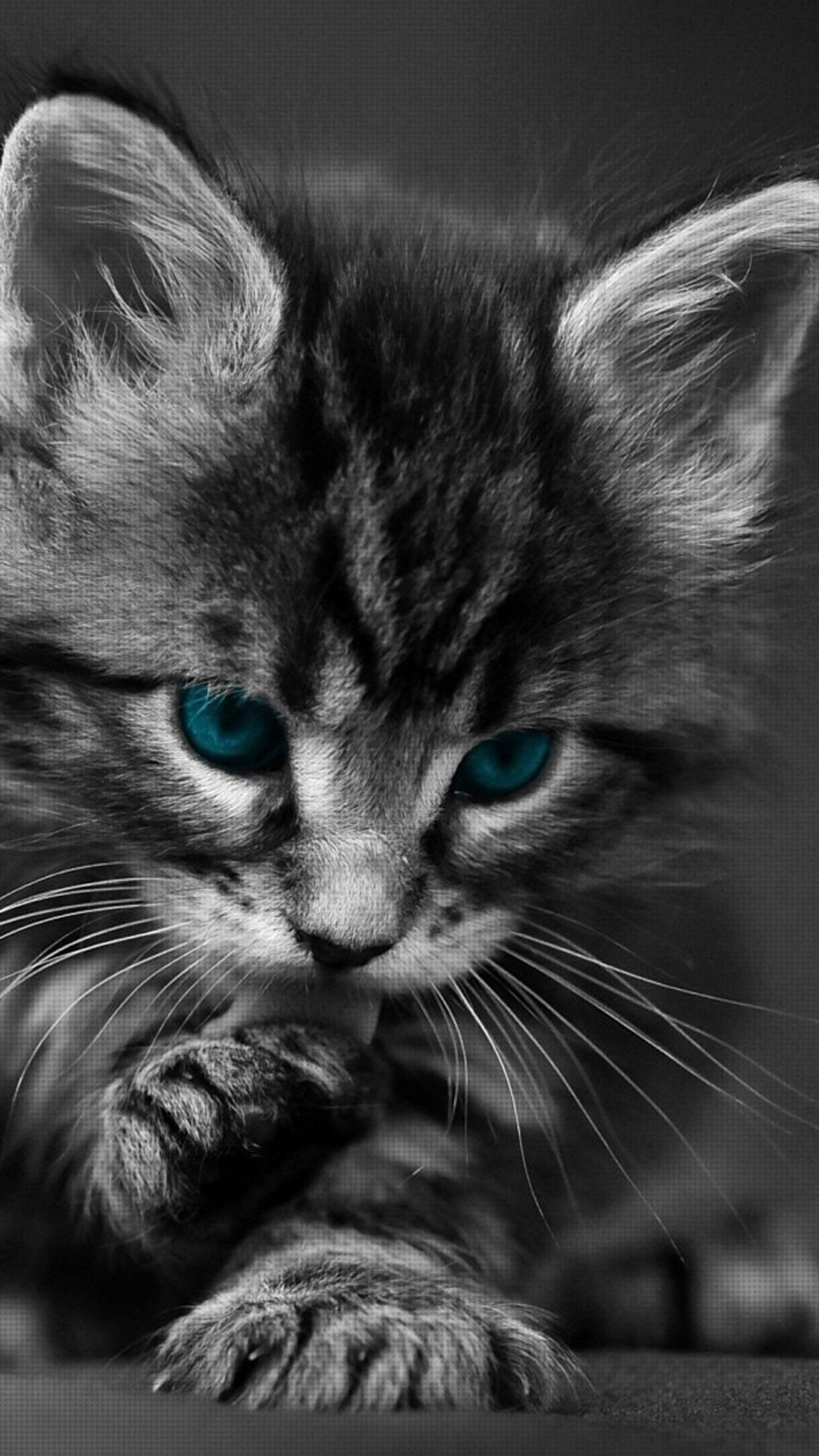 Una foto en blanco y negro de un gatito con ojos azules (azul, cat)