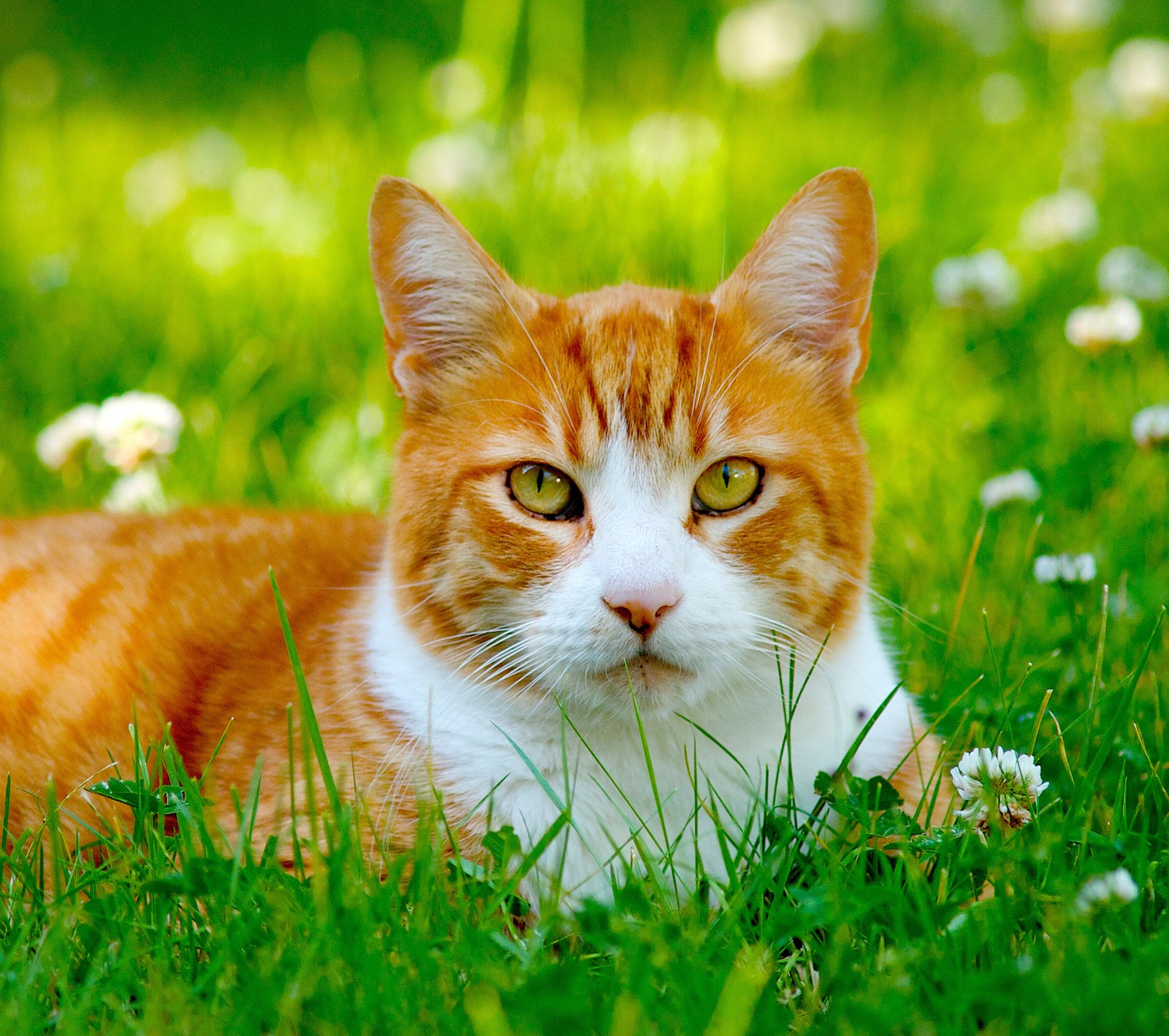 There is a cat that is laying in the grass with daisies (cat, grass)