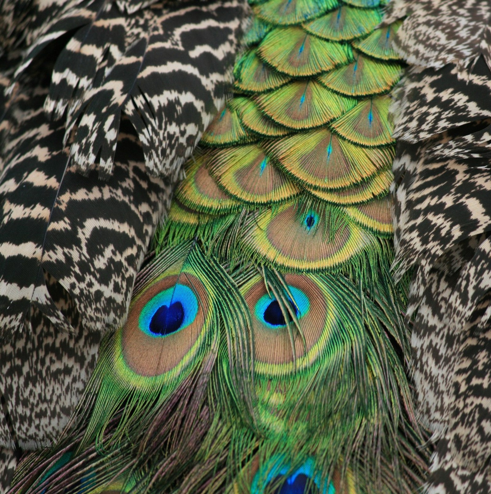 Hay muchas plumas de diferentes colores y tamaños (animal, mejor, color, genial, pluma)