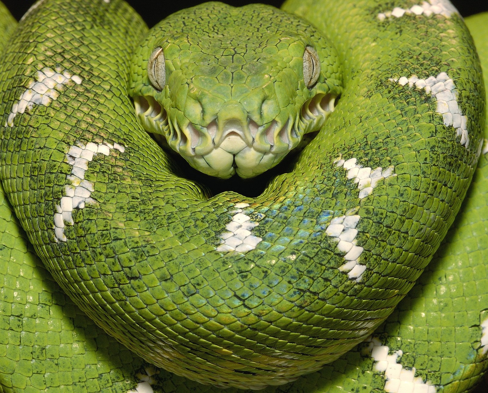 Lade amazonas, tier, ecuador, emerald tree boa Hintergrund herunter