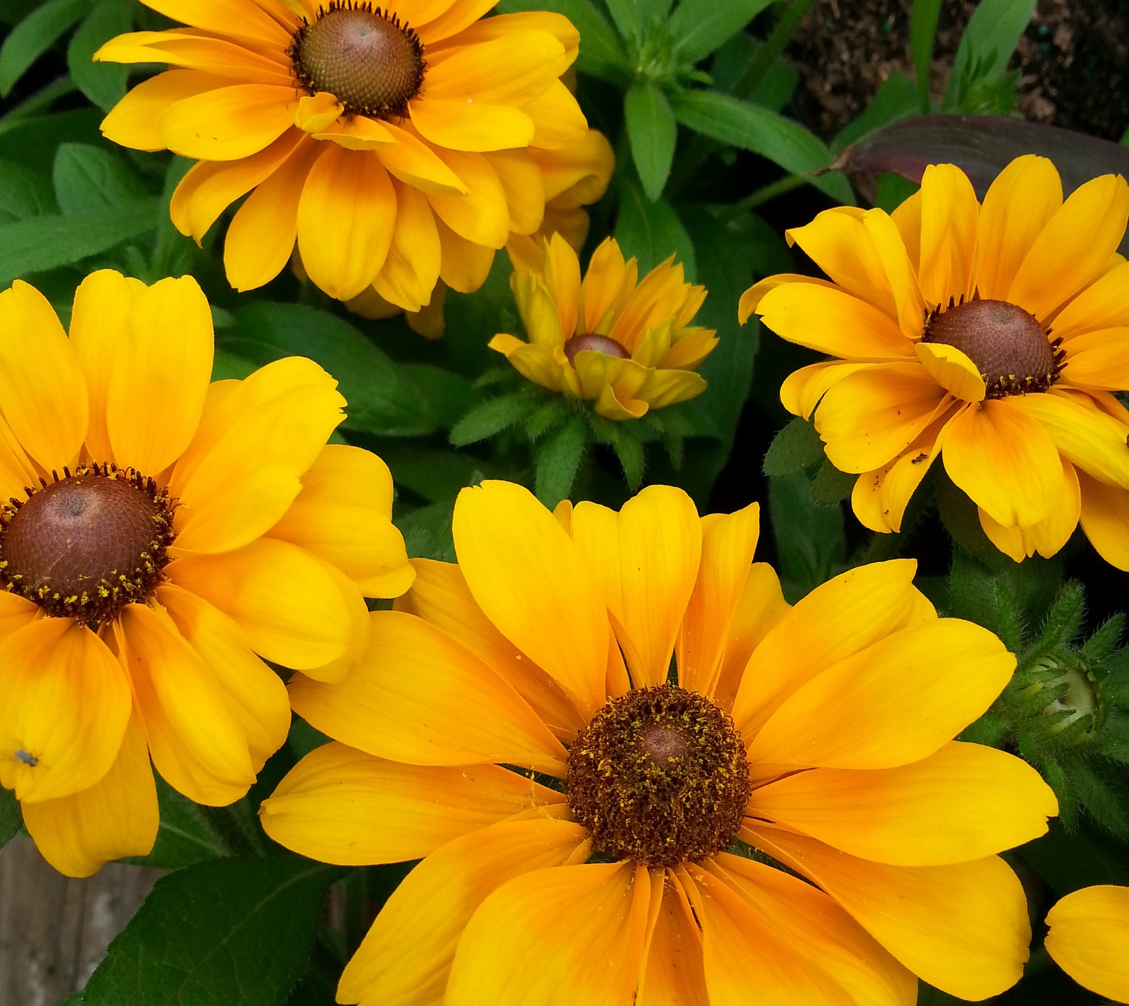 Yellow flowers with green leaves in a garden with a wooden fence (flowers, foozma73, gold, yellow)