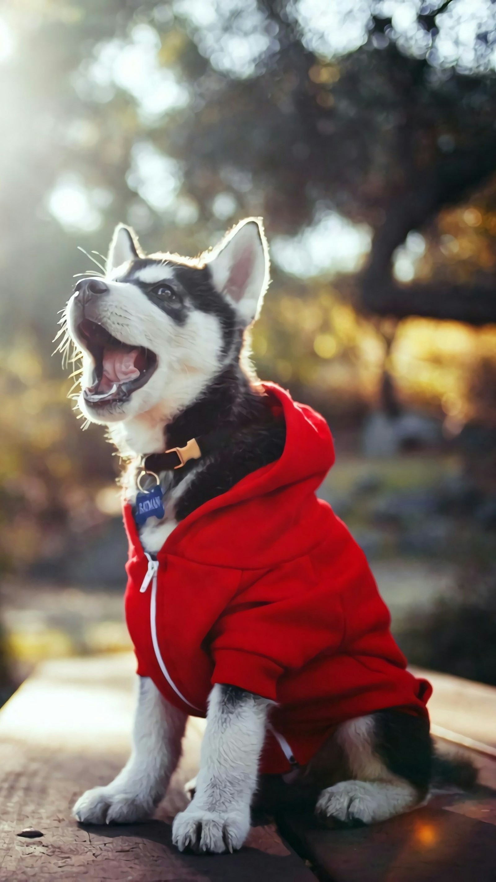 Ein arktischer husky, der eine rote jacke trägt und auf einer bank sitzt (tiere, niedlich, hund, hunde, husky)