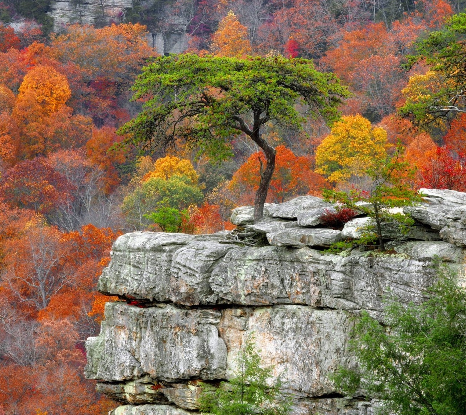 Trees are growing on the edge of a cliff in the fall (landscape, mountains, nature, trees)