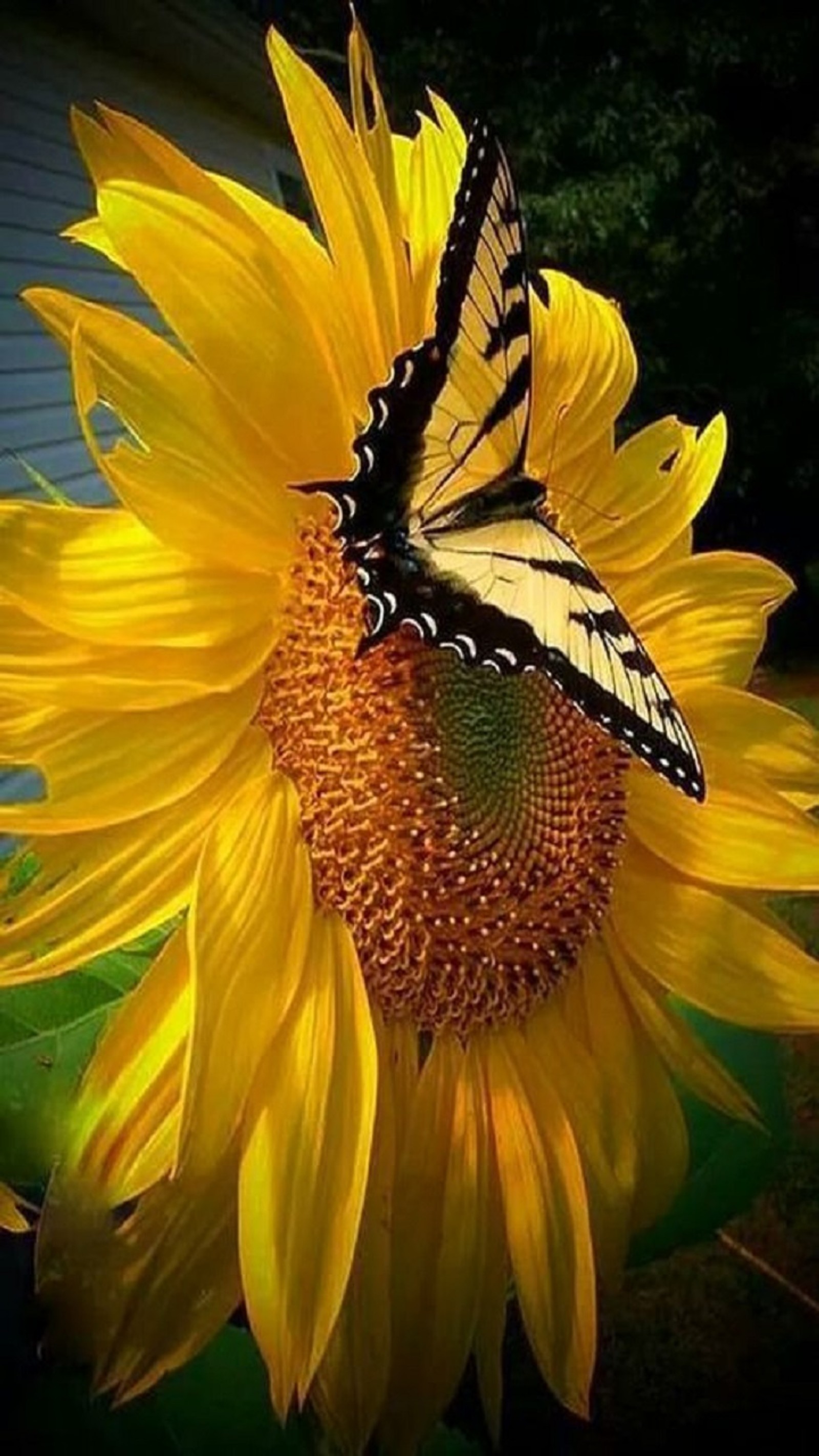 Una mariposa sentada en un girasol con una casa de fondo (mariposa, girasol)