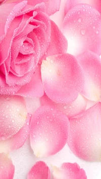 Pink Rose Petals with Dew Drops